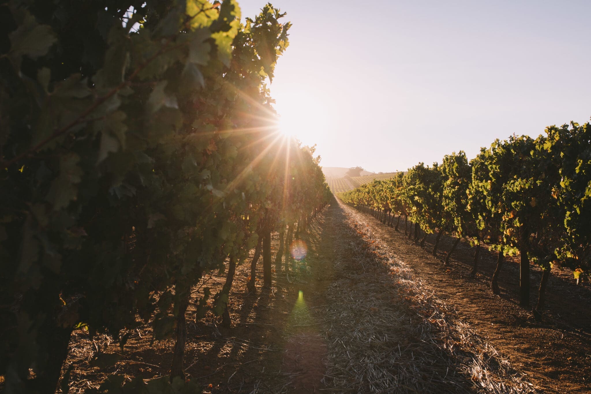 farm-sun-summer-plants-wine-outdoor-grapes-sun-flare-wine-field-wine-farm_t20_1J1zkg