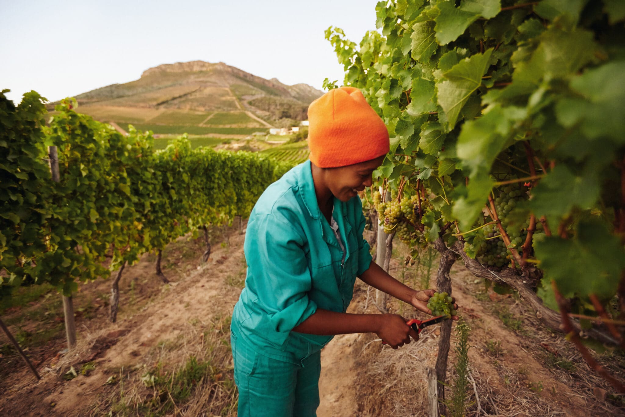 Woman in vineyard picking grape. Picker harvesting grapes on the vine.