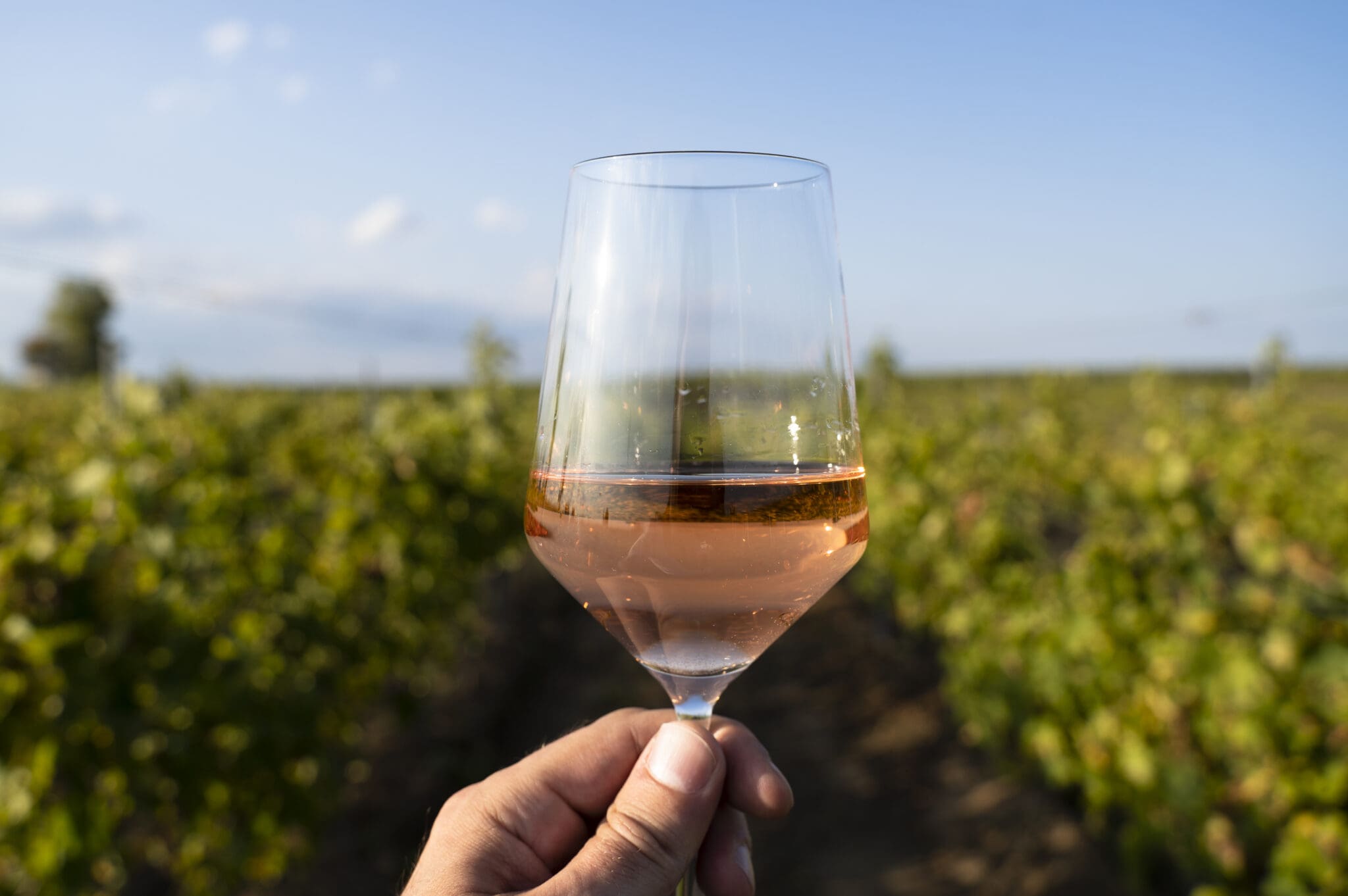 perspective point of view closeup of Caucasian male hand holding a glass of rose wine in the morning light with green vineyard and blue sky in the background