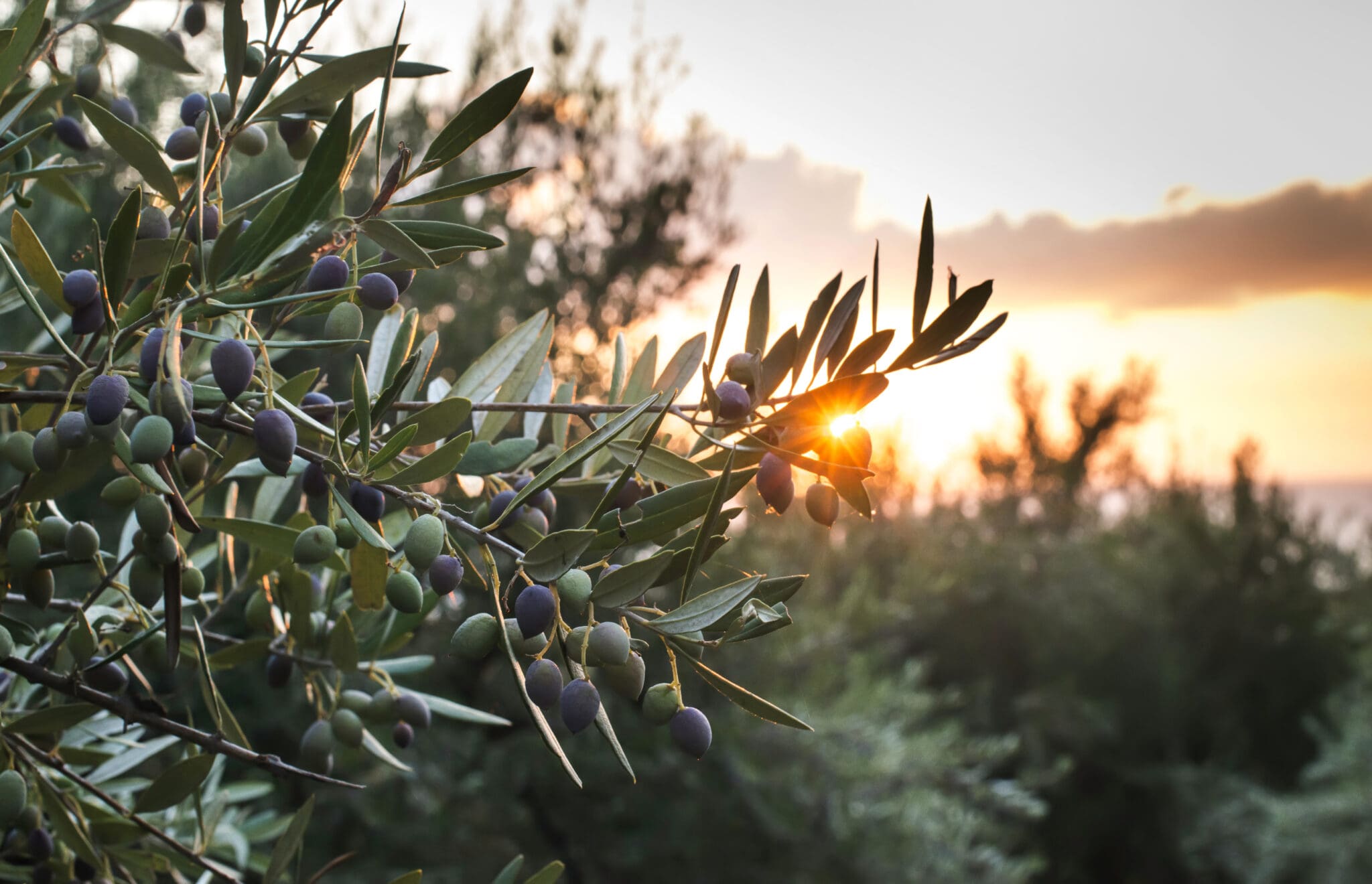 Olive trees on sunset. Sun rays