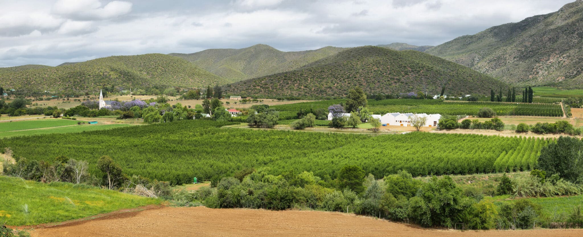 Südafrikanische Weine und Olivenöl - Über Kapvinum
