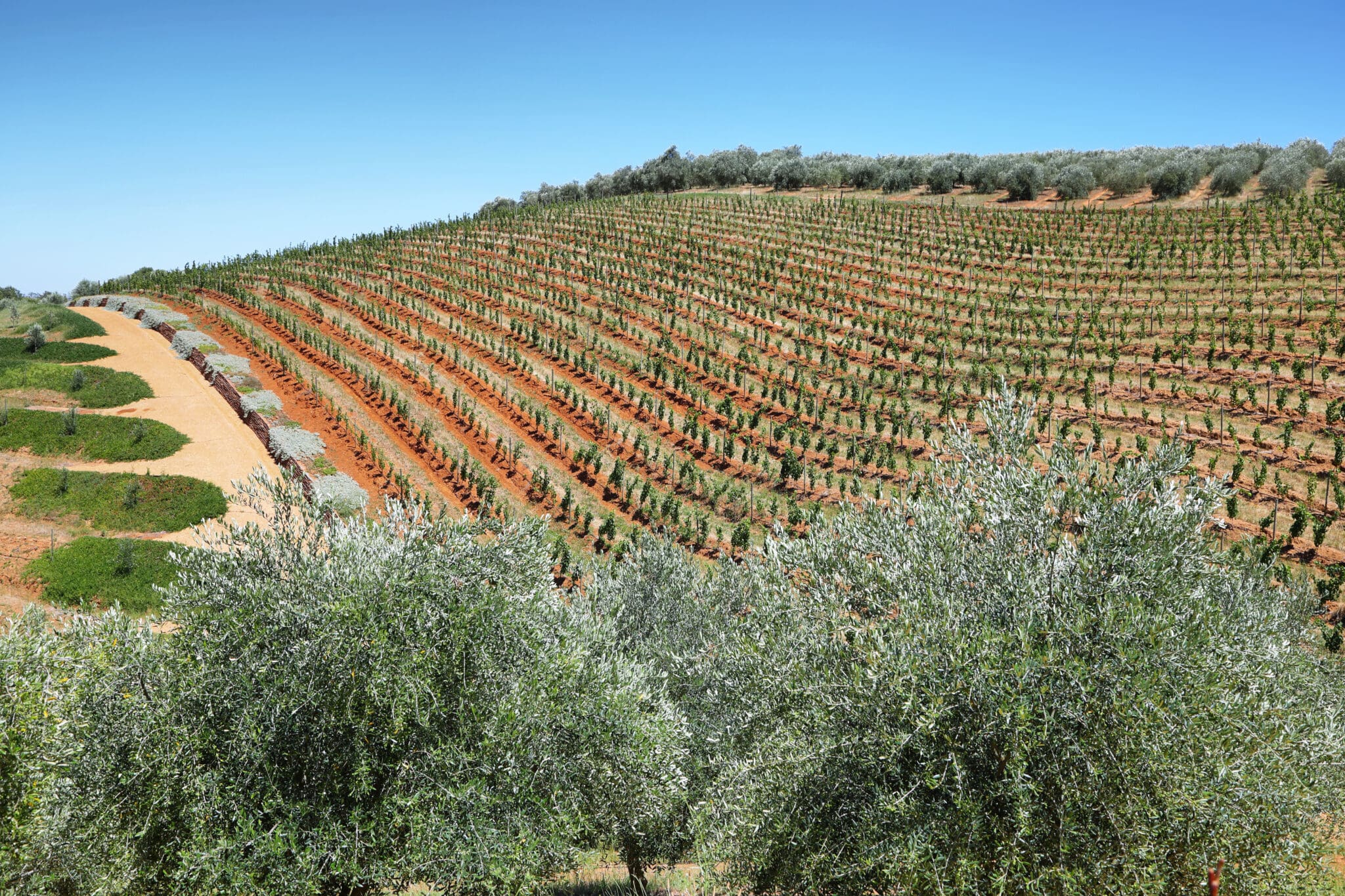 Vineyards landscape in Delaire Graff estate, South Africa