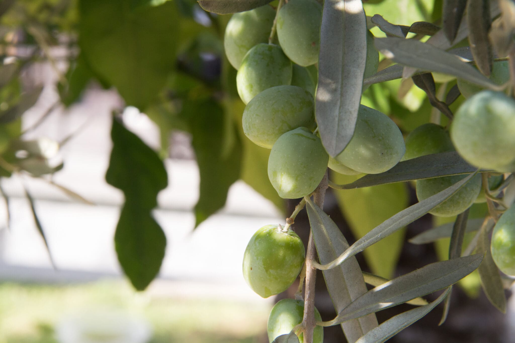 Olives on an olive tree branch - close up outdoors shot